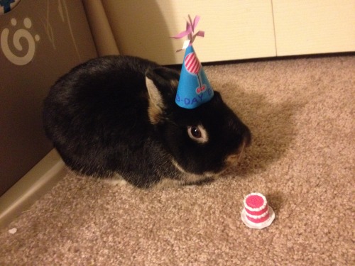 roumrabbit: My netherland dwarf rabbit Lilo turned 1 year old on August 12th! To celebrate, I crafte