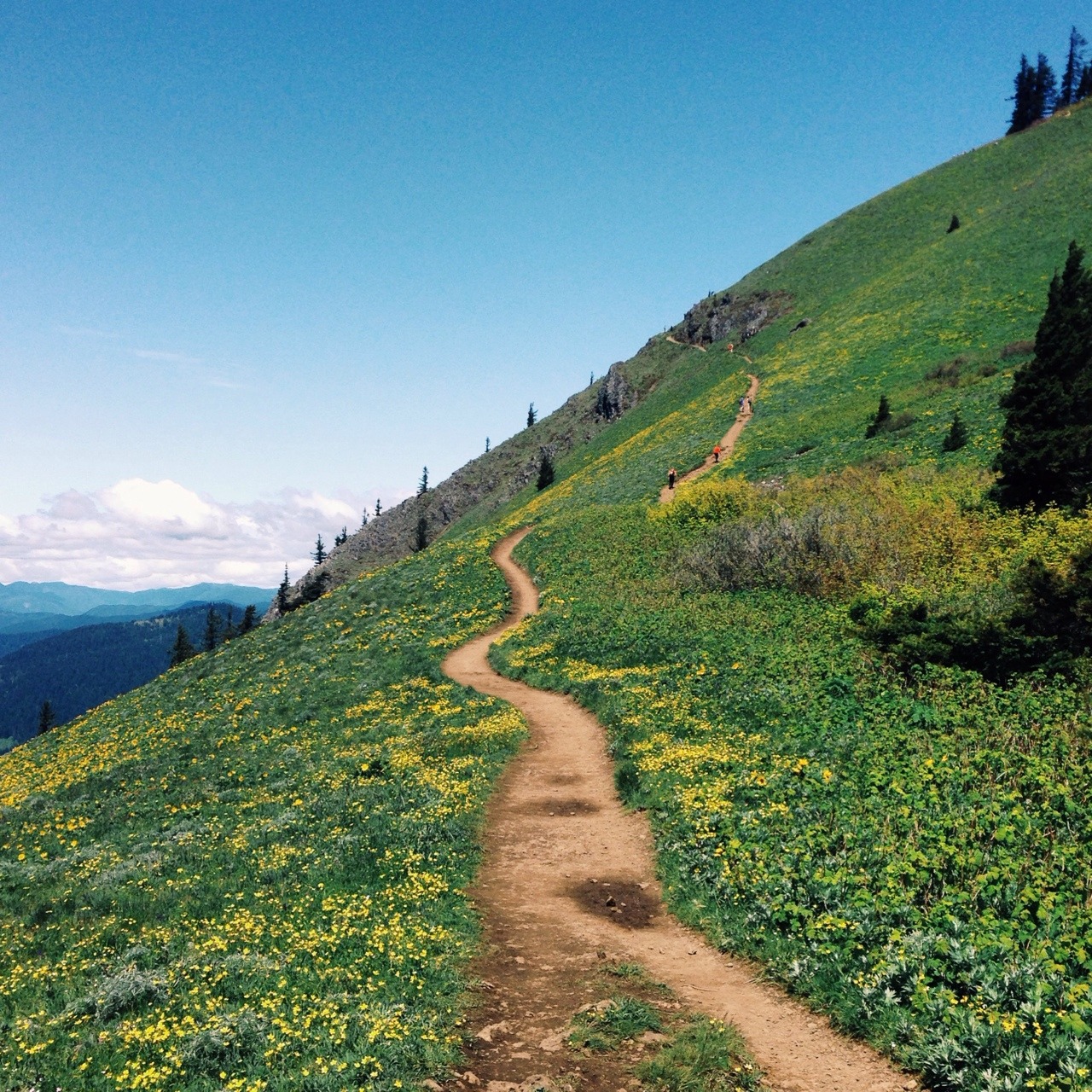 wendesgray:  Dog Mountain wildflowers 