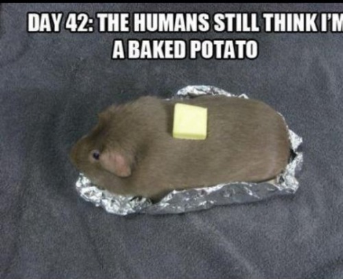 Follow Forthefuns For More Funny Stuff