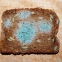 schimmliges-brot avatar