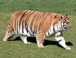 unfollovving:  bigtigers:The Big Mans back