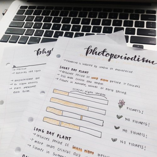 ittybittystudyblr: SUNDAY, 5TH NOVEMBER 2017 - She was blessed with the virtue of being ordinary.
