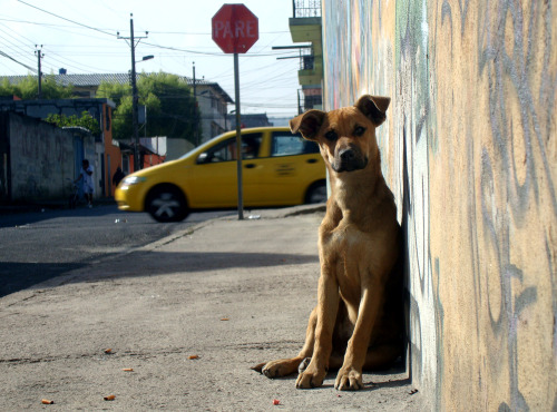 pollo-con-vodka:  “Ellos no lo hacen por maldad; ellos lo hacen PORQUE TIENEN HAMBRE.”No lo olvides …