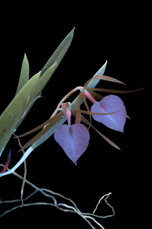 Brassavola nodosa orchid, commonly known as lady of the night, is commonly found in collections and 