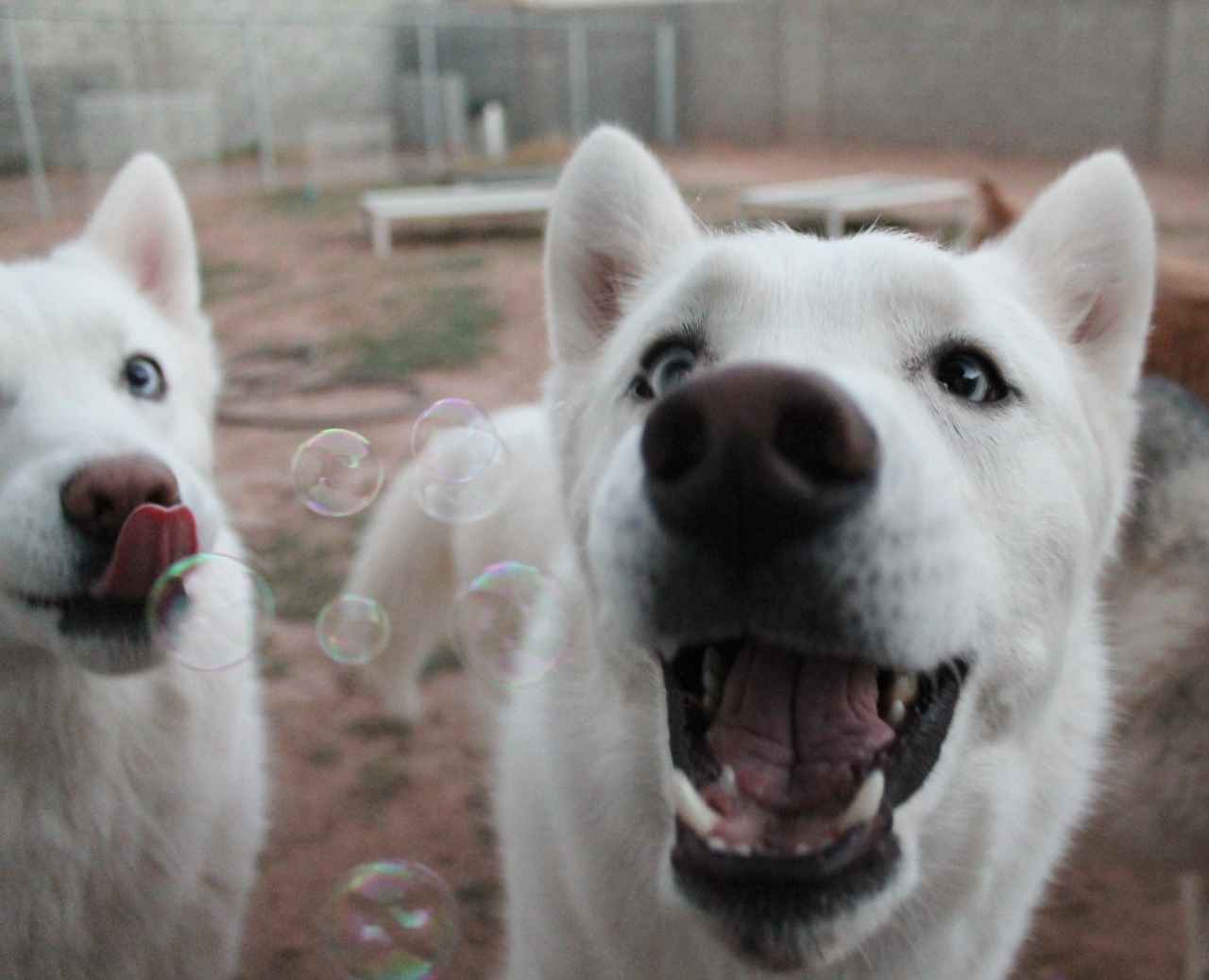 6woofs:  flushy-the-fish:  6woofs:  Their faces, I just can’t  They’re all so