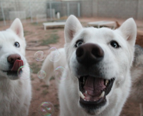 6woofs:  flushy-the-fish:  6woofs:  Their faces, I just can’t  They’re all so adorable. A lot of these pictures with bubbles have come to be my personal favorites.  Thanks! I’m hoping to be able to get some good shots this fall/winter with good