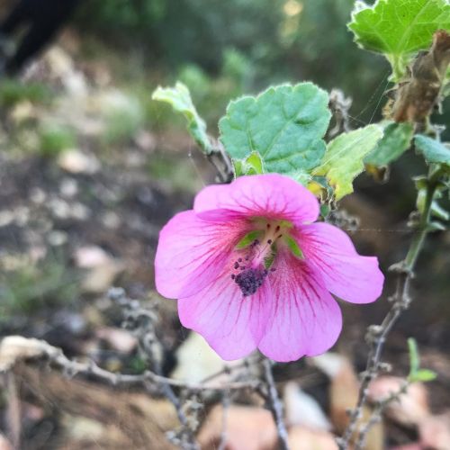 #FlowerFriday…The delicate Sandrose Mallow… #flower #blossom #bloom #mallow #hibiscus #pink #PlantZA