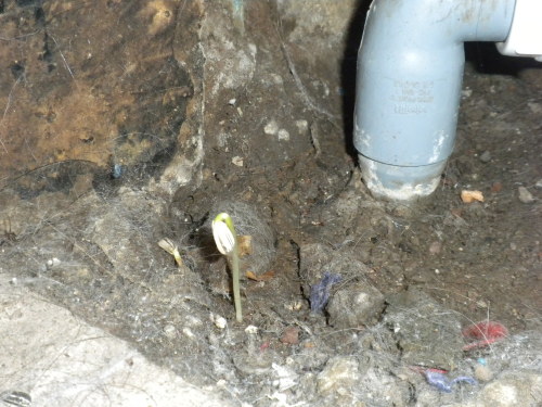 catuscat:  Cuando mi hamster se arrancó de la jaula se metió bajo la tina (bañera) de mi casa, hay un agujero en el suelo donde se pueden ver pelusas, tierra y tubos. La cosa es que se refugió ahí y se llevó varias semillas de maravilla en la boca,