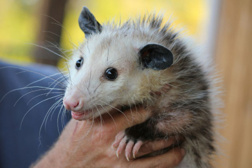 possumoftheday:Today’s Possum of the Day has been brought to you by: Being held!