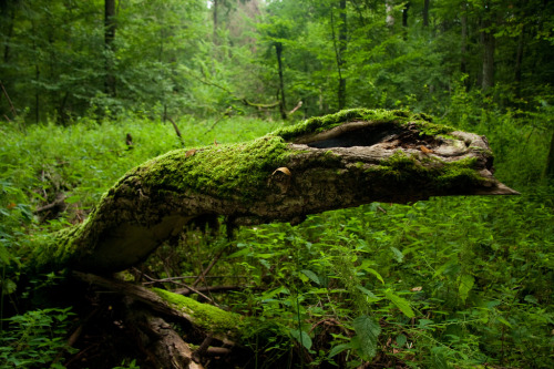 okmoonkid: Białowieża Primeval Forest by Magic Madzik on Flickr.