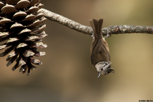 European Crested Tit (Lophophanes cristatus) &gt;&gt;by joel silva