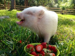 find-a-path-and-go:  boyforest:  we need animals in this world because they are able to experience such unadulterated joy from a goddamn bowl of strawberries and that is really important    🌻