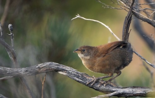 todaysbird:todaysbird:shoutout to the noisy scrub-bird for having absolutely no pictures where they don’t look like complete demons 