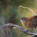 todaysbird:todaysbird:shoutout to the noisy scrub-bird for having absolutely no pictures where they don’t look like complete demons 