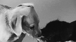 emmy4keri:  First Lick: A Film by Jimmy Fallon 