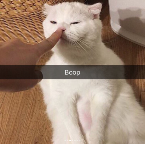 babyanimalgifs:  Cat snaps