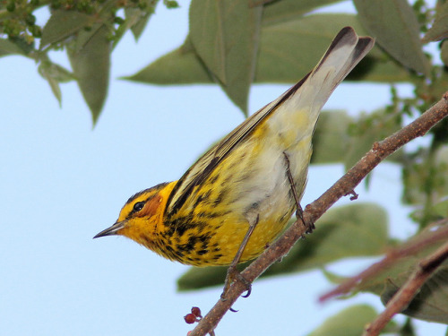 Cape May Warbler (Setophaga tigrina) Distribution: North and Central America IUCN Status: Least Conc