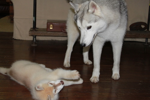 southernsnowdogs:  Just some puppy photos of Ivy trying to get Juno’s attention :’) 