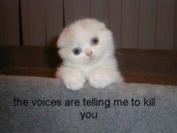 seananmcguire: sophiaslittleblog:  tzikeh:  owl-librarian:  sasgalula:  coolcatgroup: