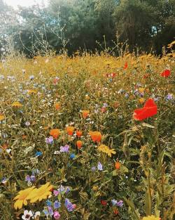 wild-bindi:  A beautiful meadow growing down the road… it’s the simple things in life. (at Bishops Park) 