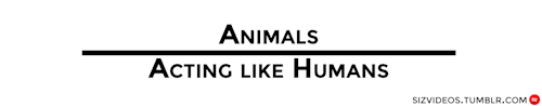 sizvideos:  Watch the videos - Follow our Tumblr  Lol