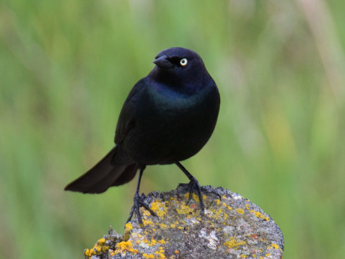 Brewer&rsquo;s Blackbird (Euphagus cyanocephalus)© Don Delaney