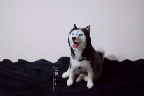 ▋ Husky ( custom-made order )Sculpture approximately 12 x 17 x 19 cm 