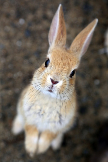 w0lf-heart:  lost-and-found-box:  There’s a small island in Japan called Okunoshima with thousands of adorable rabbits! All photos from the (more informative) Telegraph gallery.   capelynadderson you would die happy