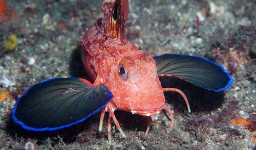 rhamphotheca:  Eastern Spiny Gurnard Is a Noisy Little Fella These fish may seem like they fly, but they’re actually noisy grunters by Becky Crew YOU KNOW WHAT would suck? If a wizard said he knew a magic spell that could give you wings, and you’re