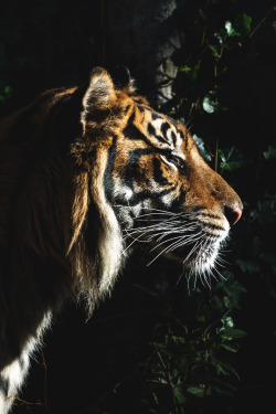 captvinvanity:  Harimau Kayu | Oh What A Beautiful Morning