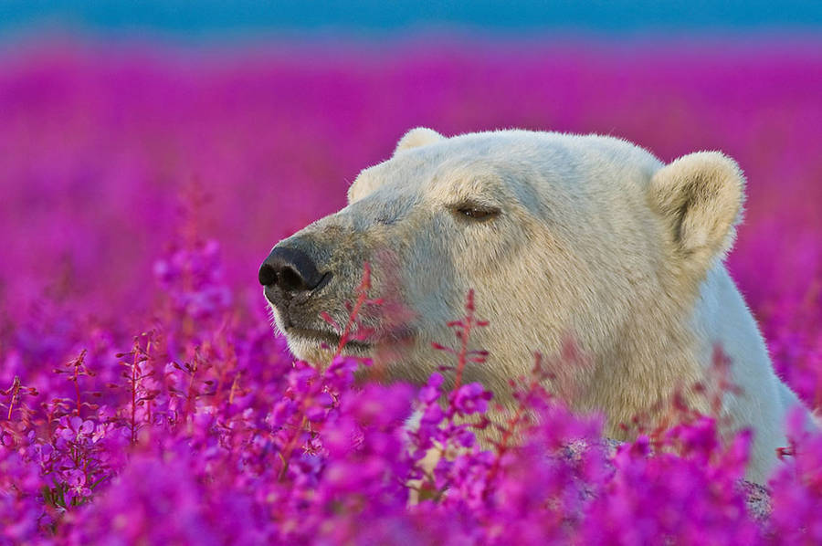 landscape-photo-graphy:  Adorable Polar Bear Plays in Flower Fields Canadian photographer