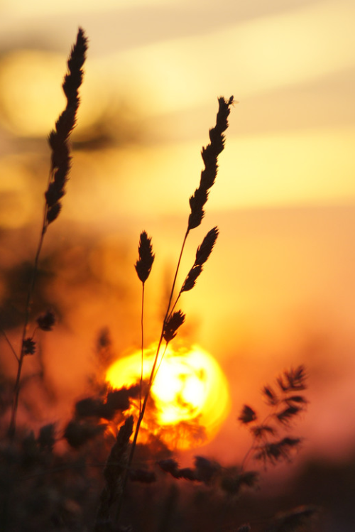sundxwn:  Sunset by Arek Woźniak