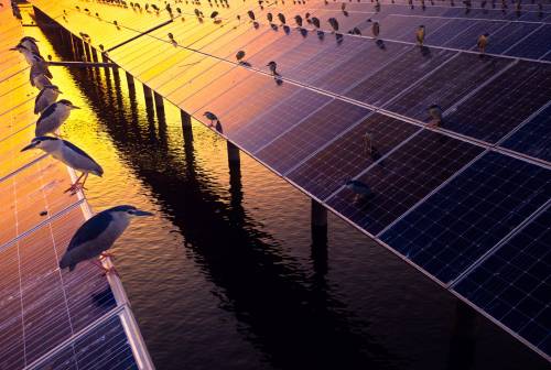 A Large Flock of Night Herons perch on Solar Panels A Solar Power Plant, Zhejiang Province, China Sh