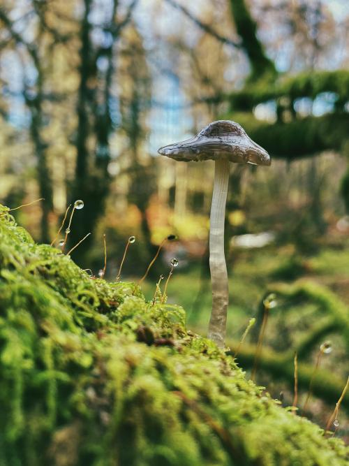 oneshotolive:  Mushroom in the forest, Trossachs,