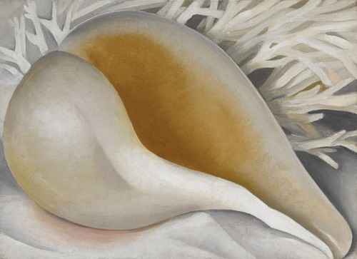 desimonewayland:Georgia O'KeeffeSHELL (SHELL IV, THE SHELL, SHELL I), oil on canvas, painted 1937via