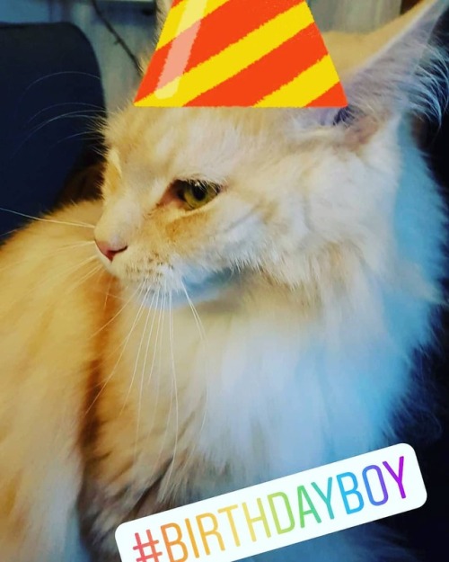 #birthday #birthdayboy #happybirthday #cat #odinthemainecoon #catstagram #mainecoon #cute #catsofins