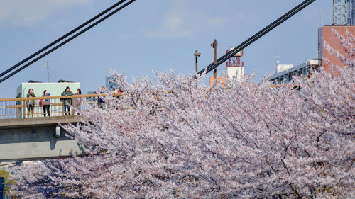 Looking cherry blossoms from above (上から花見) by christinayan01 on Flickr.