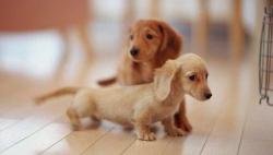 baby-animals-daily:  Wiener Dog Puppies.