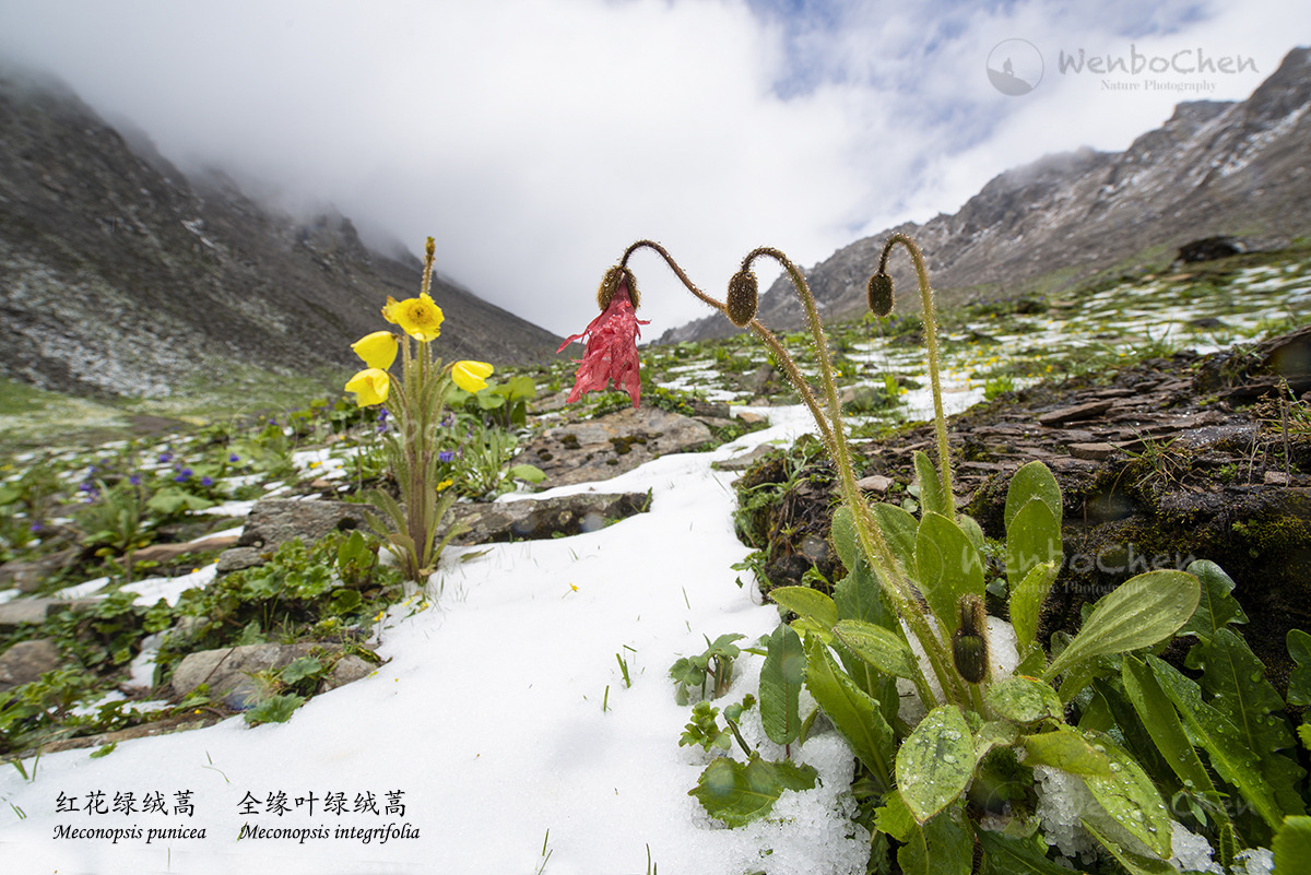 红花绿绒蒿 (Meconopsis punicea) and 全缘叶绿绒蒿 (Meconopsis integrifolia) in situ, Mt. Balang Sichuan China, 4000m.