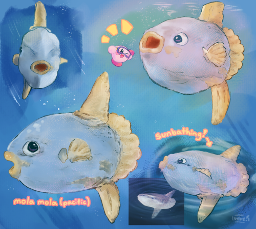 Kine Is Based Off Mola Mola Sunfish, Which Are About 6ft In Size!!therefore I Raise You: Mola Mola Sunbathing