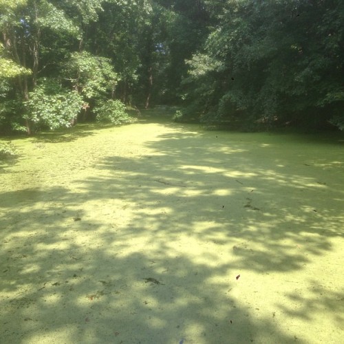 Green river (at Barclay Farmstead)