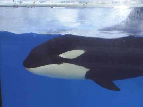 Gender: FemalePod: N/APlace of Capture: Born at SeaWorld of FloridaDate of Capture: Born February 9,