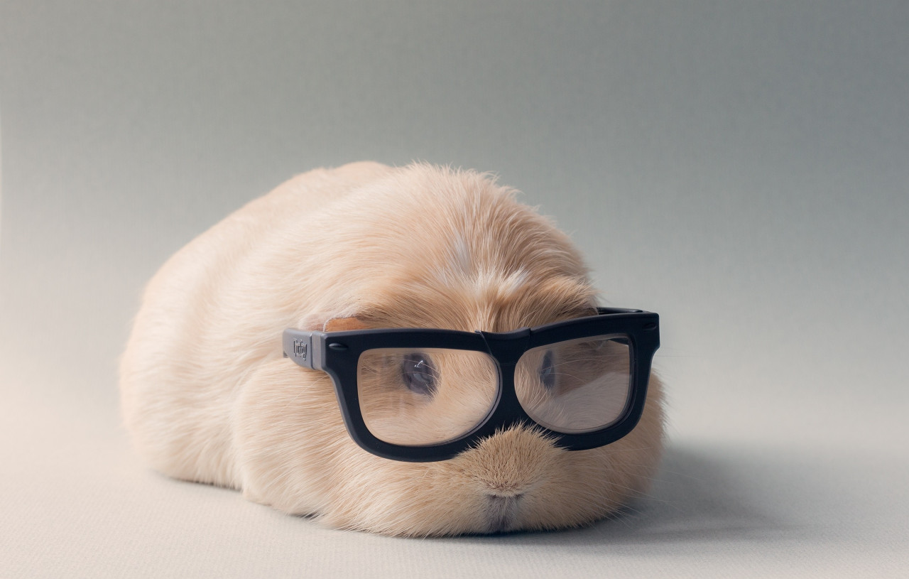 Booboo, The Hipster Guinea Pig.