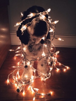 woodythedog:  Happy holidays! 