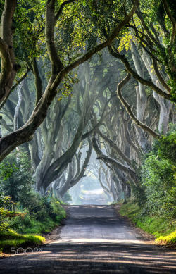 silvaris:Dark Hedges by   Andy Gibson  