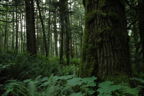 natural-magics:Deep Forest by Mark Griffith