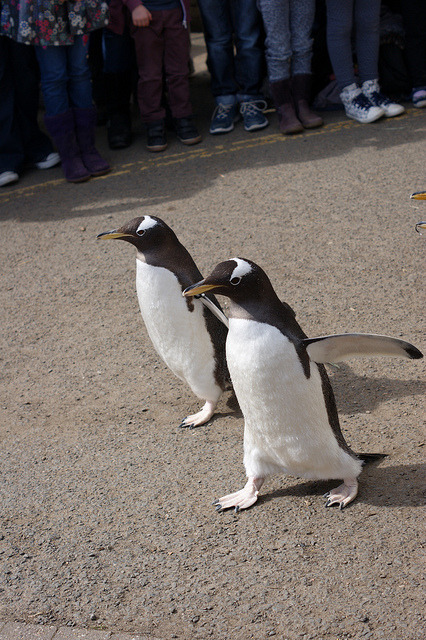 Gentoo Penguins on Flickr.