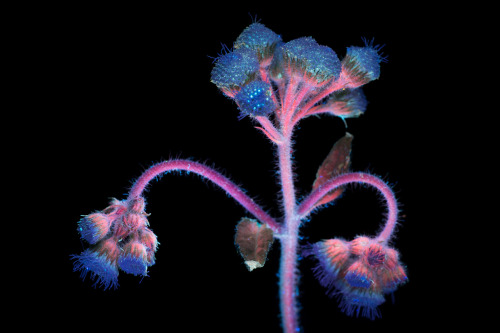 Ageratum houstonianum is an annual member of the sunflower family (Asteraceae) prized in ornamental 