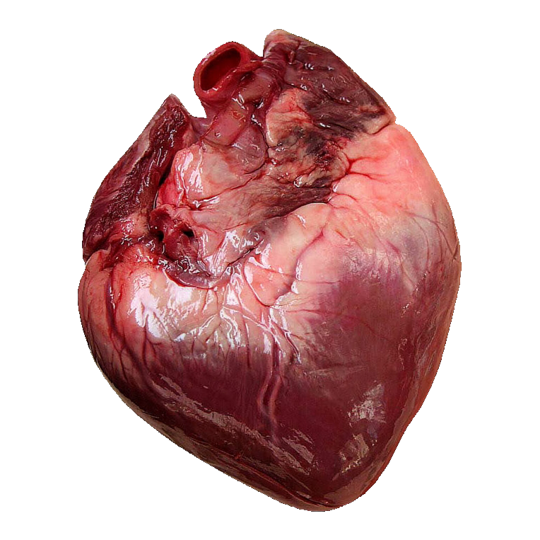 Porn photo transparensies:anatomical hearts i