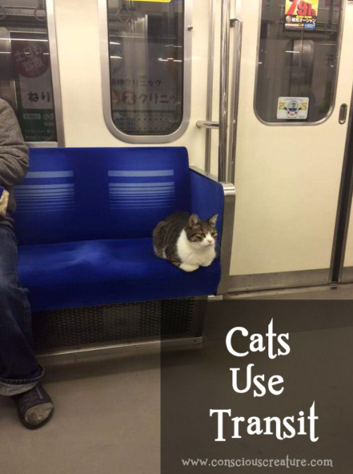Cats Use Transit!This cat’s been spotted using Japan’s Seibu Ikebukuro rail line since 2013. He or s